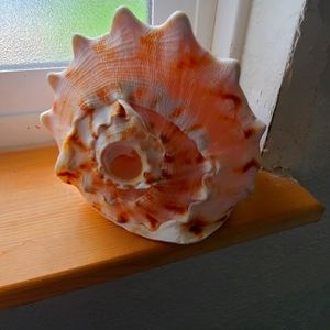 Hawaiian Coral shell